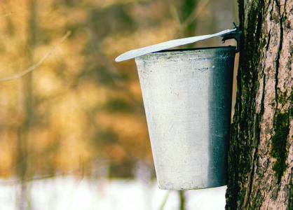 Maple syrup tap process